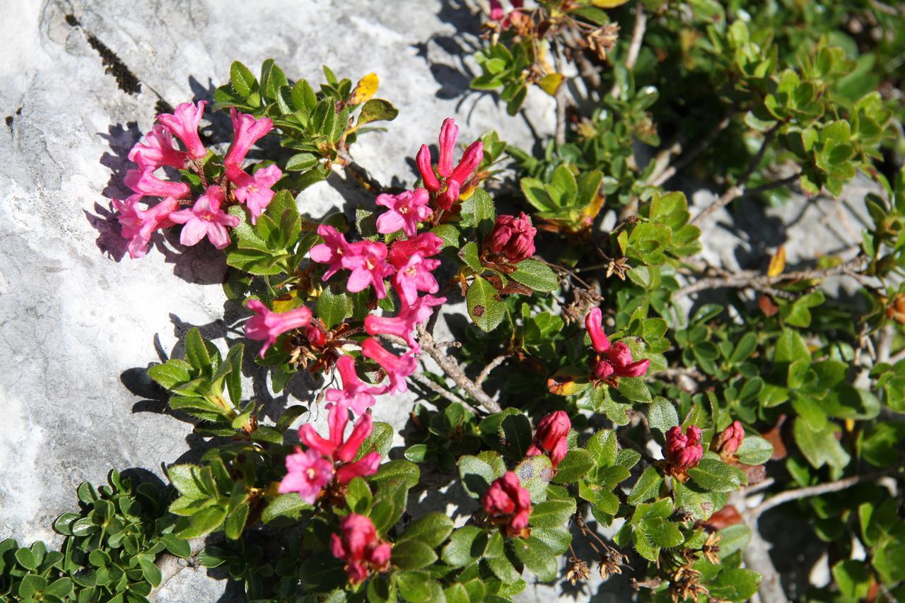 Lodge Am Krippenstein Obertraun Exteriör bild