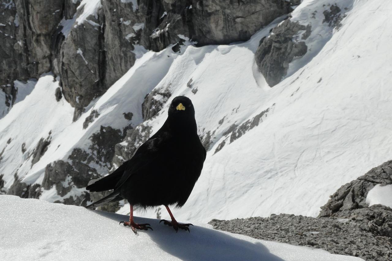 Lodge Am Krippenstein Obertraun Exteriör bild